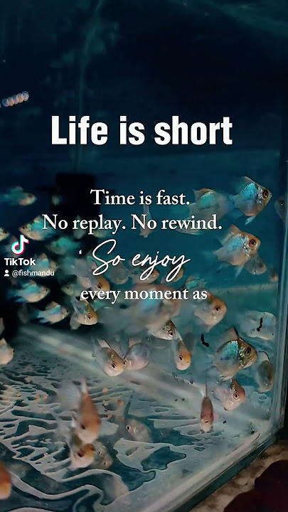 Life is Short #fishkeepinghobby #aquascape