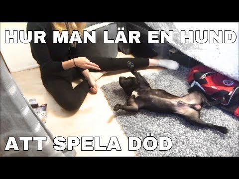 Video: Hur Man Heter En Pojkes Hund