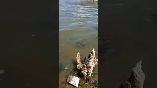 probamos pesca de tarariras en él dique los Sauces la Rioja.