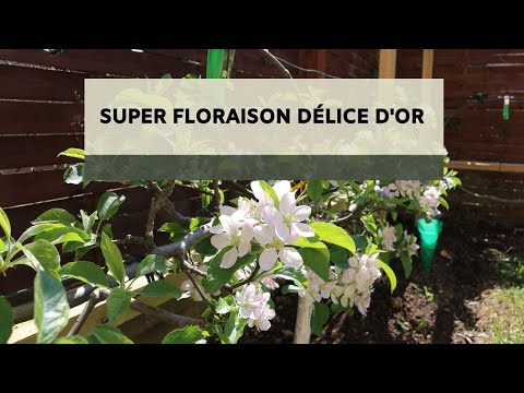 Vidéo: Choisir un pommetier - En savoir plus sur la fructification et la floraison des pommetiers