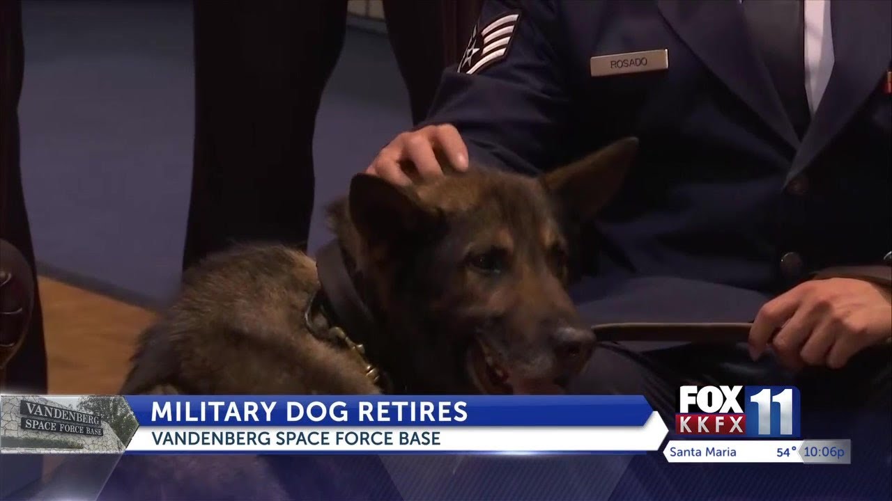 What Happens To Military Dogs After They Retire
