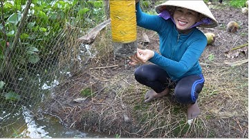 1747 / Thăm lợp ếch bẻ cà na mùa nước nổi