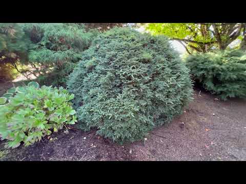 Fall Garden Tour 2025 Iseli Nursery Conifers Japanesemaple Newplants Botanicalgarden 
