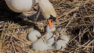 Mute Swan Has BumperSized Egg Clutch | Discover Wildlife | Robert E Fuller