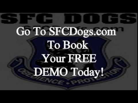 Oakland Dog Training With SFC DOGS - YouTube