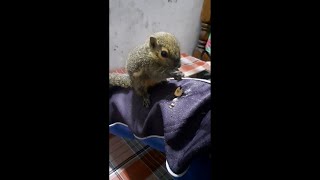 Tupai Kelapa Makan Kacang