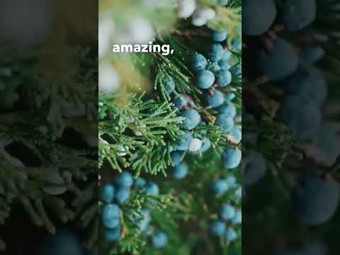 Video: Minyak Juniper