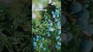 Here s How To Use Juniper Berries