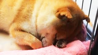 ヤムチャみたいな寝方をしている柴犬