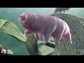 Tardigrades Are the Toughest Animal on Earth that can Survive Space and Volcanoes | The Dodo
