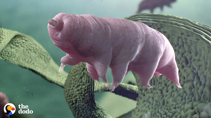Tardigrades Are the Toughest Animal on Earth that can Survive Space and Volcanoes | The Dodo
