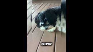Cat discovers a time machine #cats #shorts #funny #skit #fypシ゚viral