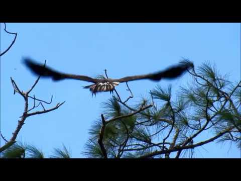 camera iphone 8 plus apk 11-18-17 Birds of Prey