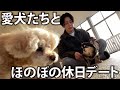 【ほのぼの】愛犬ジェリー&チビクロとお買い物したりドッグランで遊んだり休日デートで癒されました。