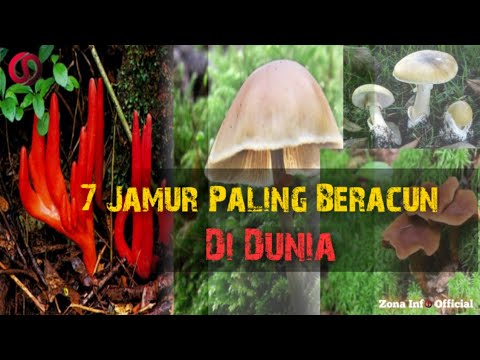 Awas..!!! Jangan Dekati, 7 Jamur Paling Beracun Di Dunia