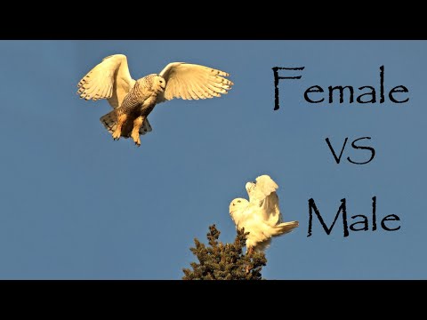 female-vs-male-~-snowy-owls