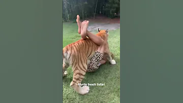 Arula The Golden Tabby Tiger Shorts Youtubeshorts 