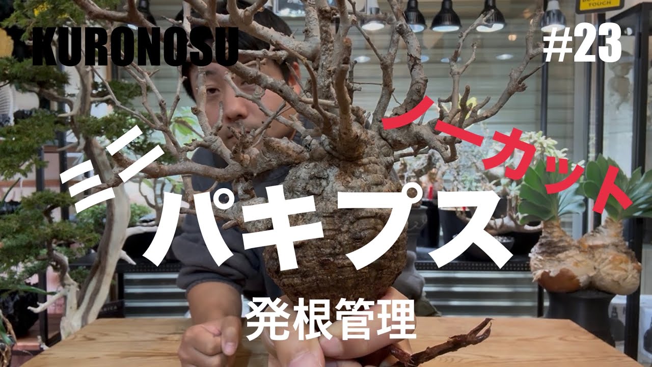 パキプス発根管理✨✨✨