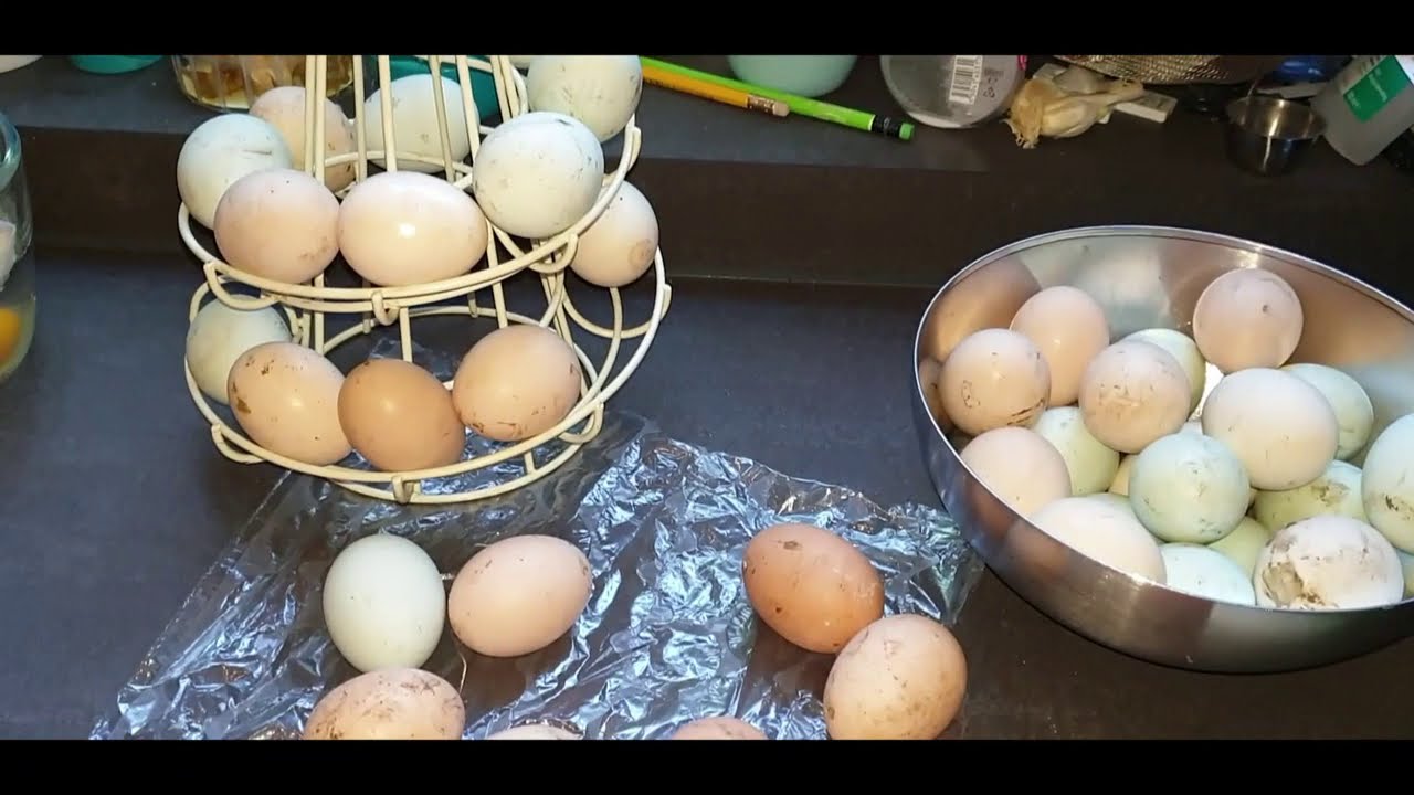benzine Geometrie Opnieuw schieten Leggen kippen nog eieren in de winter? Over een triple dooier, en een  agressieve haan - YouTube