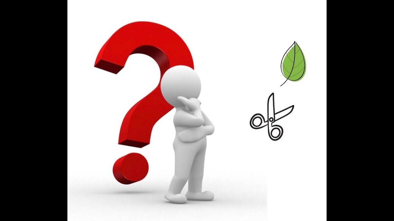 ¿DEFOLIADO TOTAL O PARCIAL DE ZELKOVA SERRATA ESCOBA?