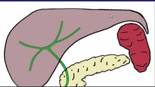 Ultrasound Diffuse Liver Disease screenshot 4