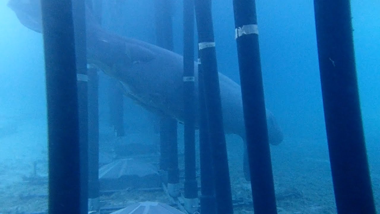 Eco-friendly shark barrier technology from South Africa installed