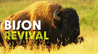 Bison: The Last Giants of the Wild West | Documentary