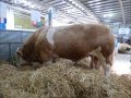 Royal Highland Show Cattle June 2014