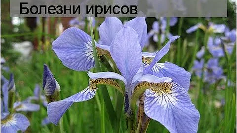 Болезни ирисов