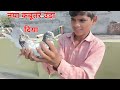 पकड़े हुए कबूतर के पर खोल कर उड़ा दिया | by hind kabutar group | catch pigeons