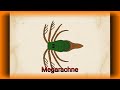 Palaeoperfil: Megarachne, Eurypterida.