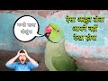 Parrot talking papa  green parrot talking  parrot awaaz  funny parrot  bolane wale tote