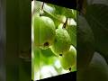 Lifecycle of guava fruit from flower to fruit