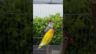 Assorted Lovebirds