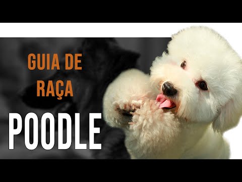 POODLE - All about the dog breed