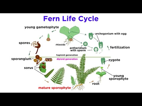Video: Jak se liší životní cyklus kapradiny od životního cyklu mechu?