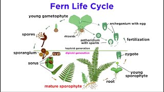 Ferns: The Emergence of Roots and Stems