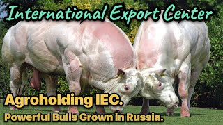 The biggest bulls in Russia. Agro business. Agroholdieg IEC.