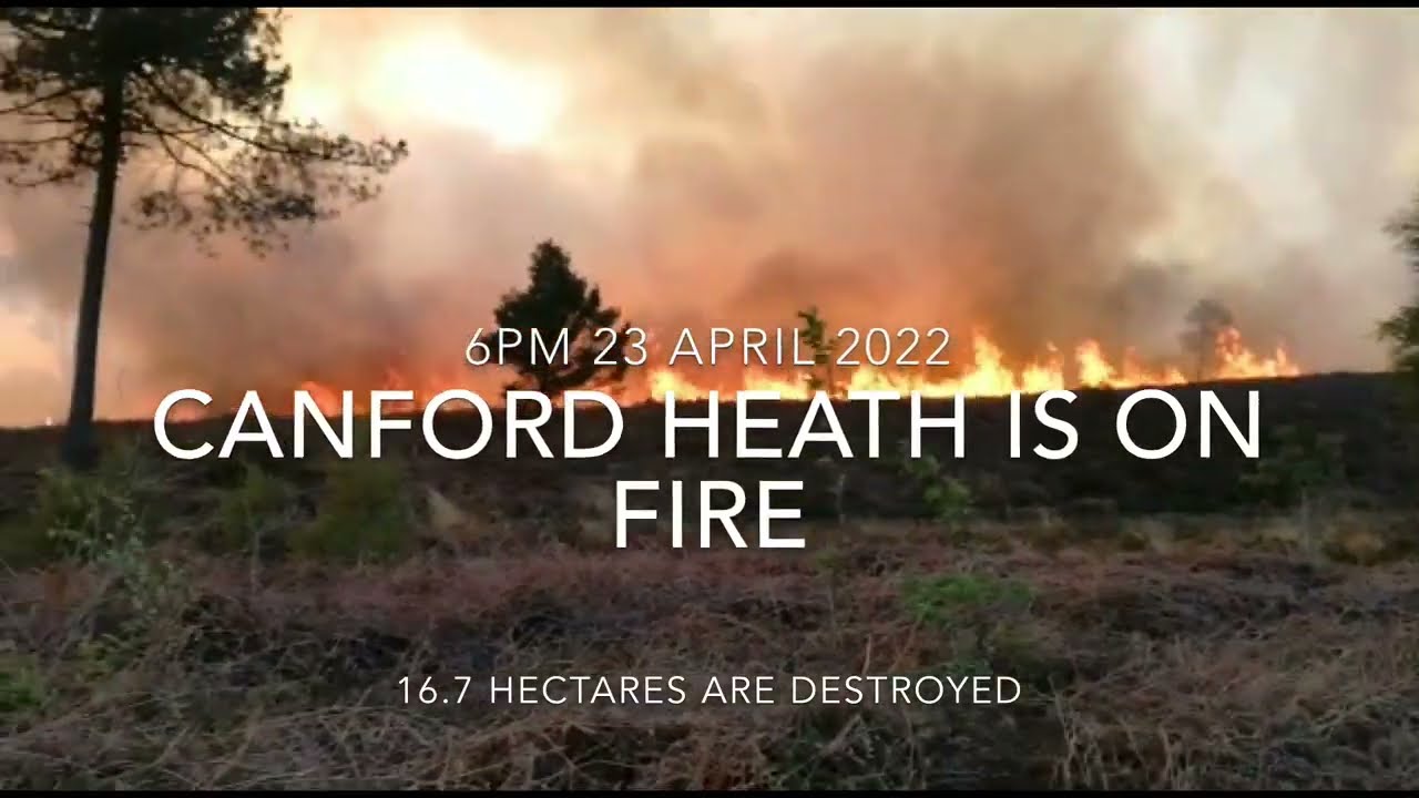 The impact of the Canford Heath fire