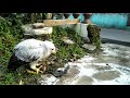 BUBO SUMATRANUS : Feeding Brancher Akhir (full)