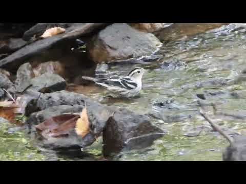 Black and white warbler at Glenwood park forest preserve 