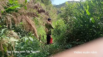 bẫy Chuột Rừng Xanh Tây NGUYÊN