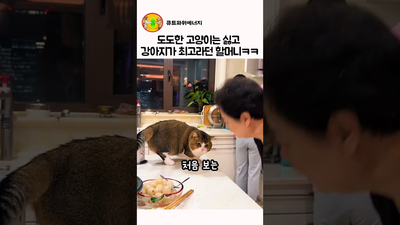 도도한 고양이는 싫고 강아지가 최고라던 할머니 ㅋㅋ