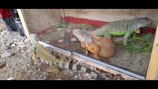 Review hewan peliharaan-Iguana