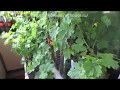 Выращивание винограда. Вегетирующие саженцы 2018