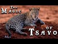 A wildlife safari in the tsavo east and west reserves  kenya authentique