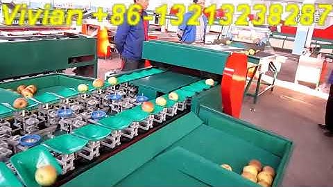 Double Line Fruit Weight Grading Sorting Machine from Vivian