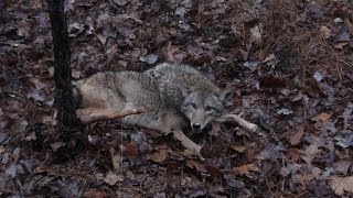 Coyote and Predator Trapping Lures
