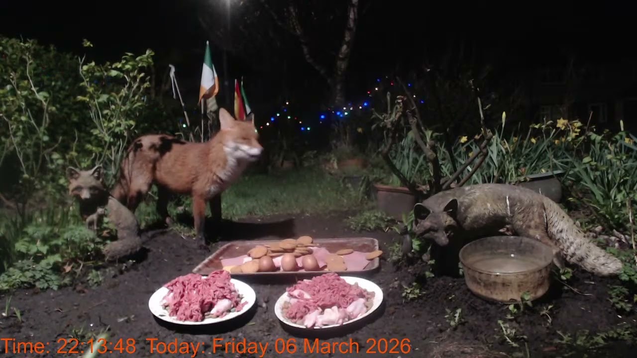 Foxheaven Dublin Ireland Livestream