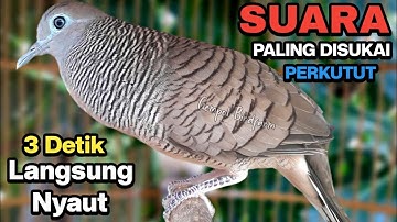 Perkutut Lokal Gacor RAJA PIKAT Ahlinya Bikin Semua Burung Perkutut Gacor Nyaut.